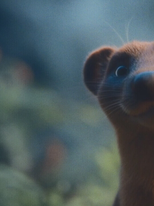 Ein Marder aus dem TV-Spot der EUROPA schaut in die Kamera.